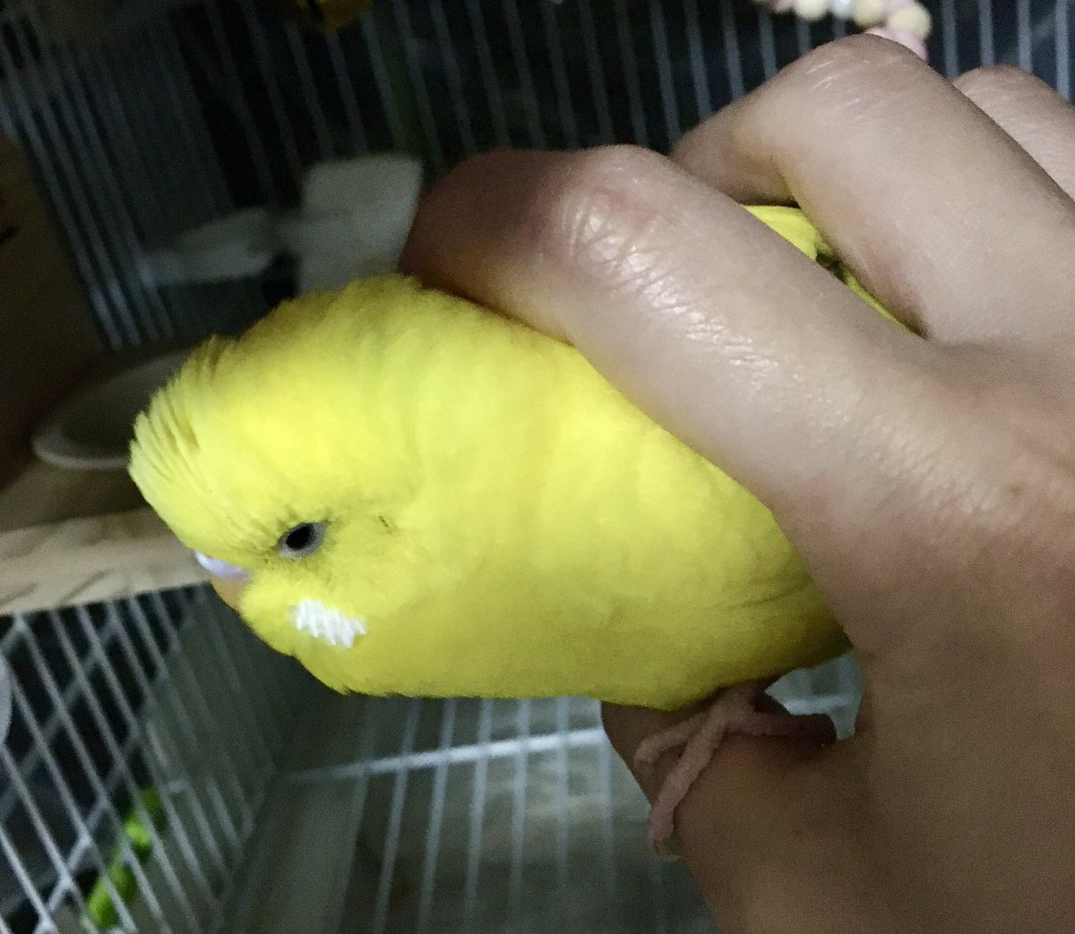 このえ🕊️ tweet media