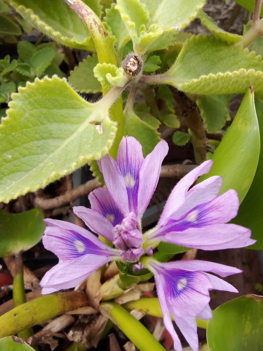 Feliz retorno 💫 de Venus 🌻 a mi🥳