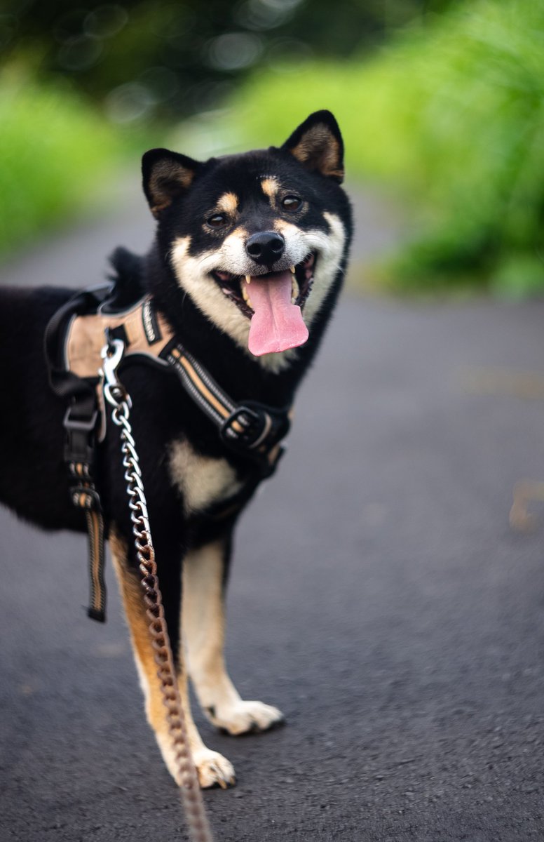 momosiba2's tweet photo. 久し振りにオールドレンズポトレ🐕‍🦺✨📸
#Helios40 https://t.co/XUqQik3bE0