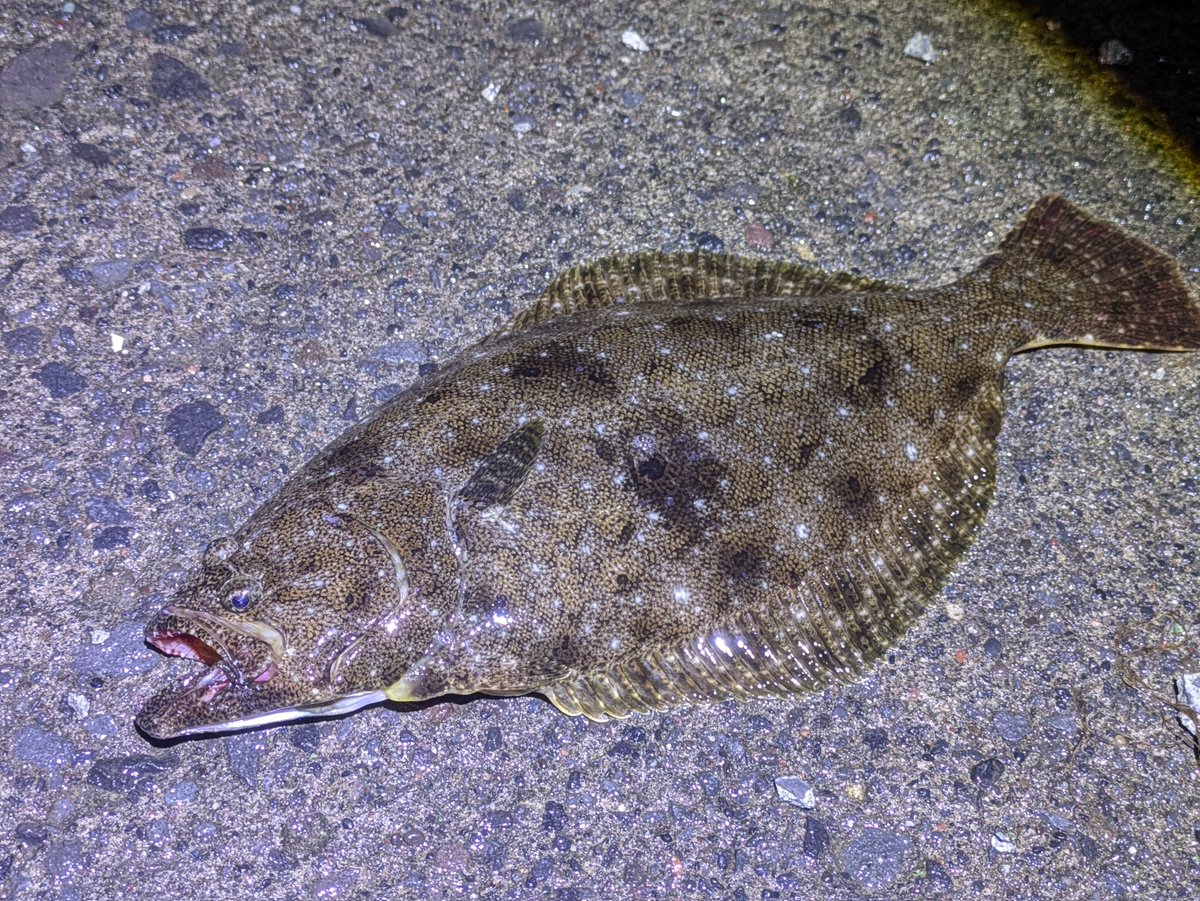 ryu_north's tweet photo. 離島の魚影の濃さは格別🐟️
そして釣り人がほんとにいない… https://t.co/pbajpHKCWE