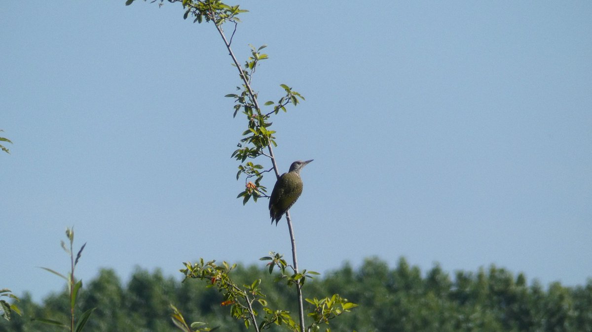 MattP1975's tweet photo. 18km on the bike around the local pools this morning.
Bodymoor Heath GP - 5x Green Sandpiper, Common Sandpiper
Middleton Hall Lake - GW Egret
Kingsbury Water Park - 14x Common Tern
Kingsbury South - 13x RN Parakeet over 8am
@MercianBirding @WestMidBirdClub https://t.co/jbVYrtOxuD