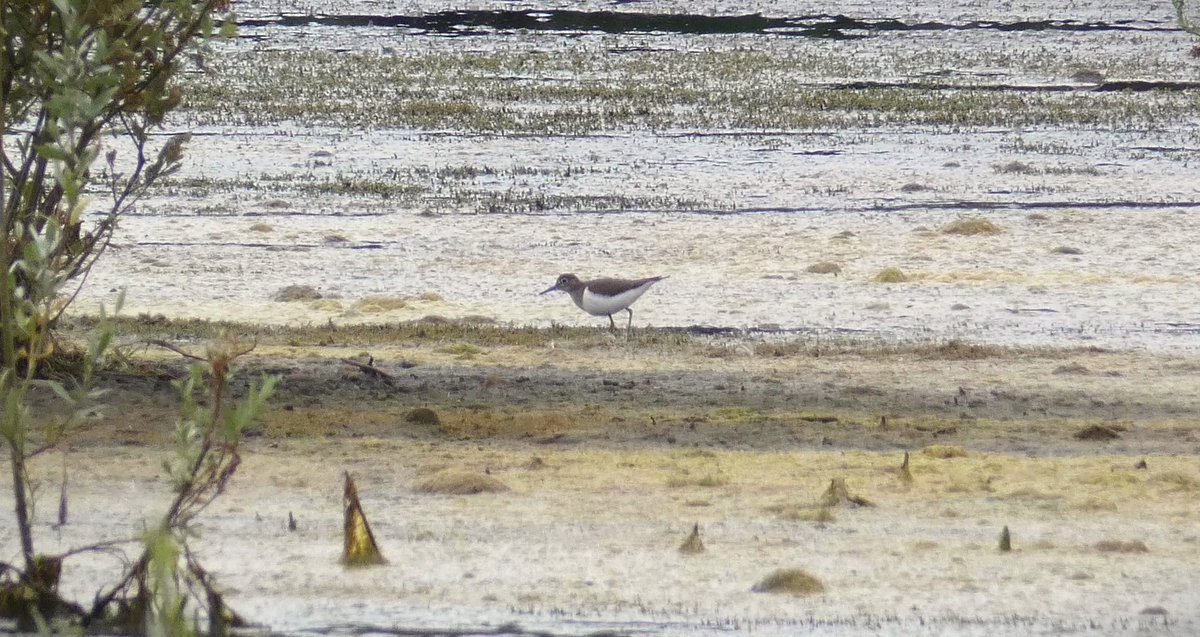 18km on the bike around the local pools this morning.
Bodymoor Heath GP - 5x Green Sandpiper, Common Sandpiper
Middleton Hall Lake - GW Egret
Kingsbury Water Park - 14x Common Tern
Kingsbury South - 13x RN Parakeet over 8am
<a href="/MercianBirding/">Mercian Birding</a> <a href="/WestMidBirdClub/">West Midland Bird Club</a>