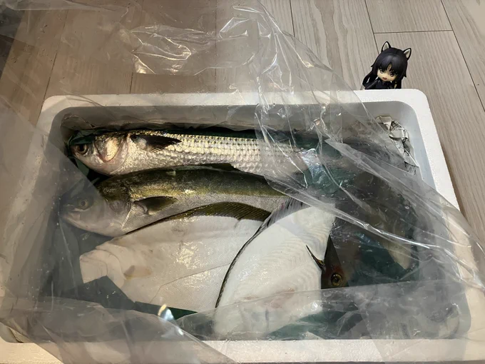 友人から誕生日プレゼントとして大量の魚が届いて、人生で初めて魚の下処理をするチャレンジが始まりました