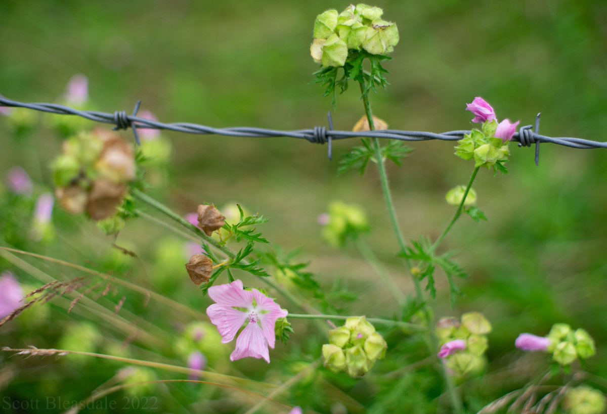 scottelbee's tweet photo. #Flowers #flowerphotography #nature #NatureBeauty #naturephotography #photography #photo #barbedwire #razorwire https://t.co/tXgAoIe3iw