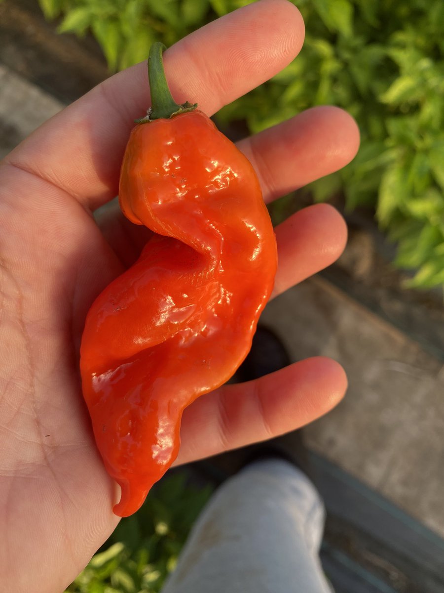 TashasTable's tweet photo. I got a wicked ghost to start my day today , look at the size of this guy 😳 https://t.co/9ZM0uE0nH1