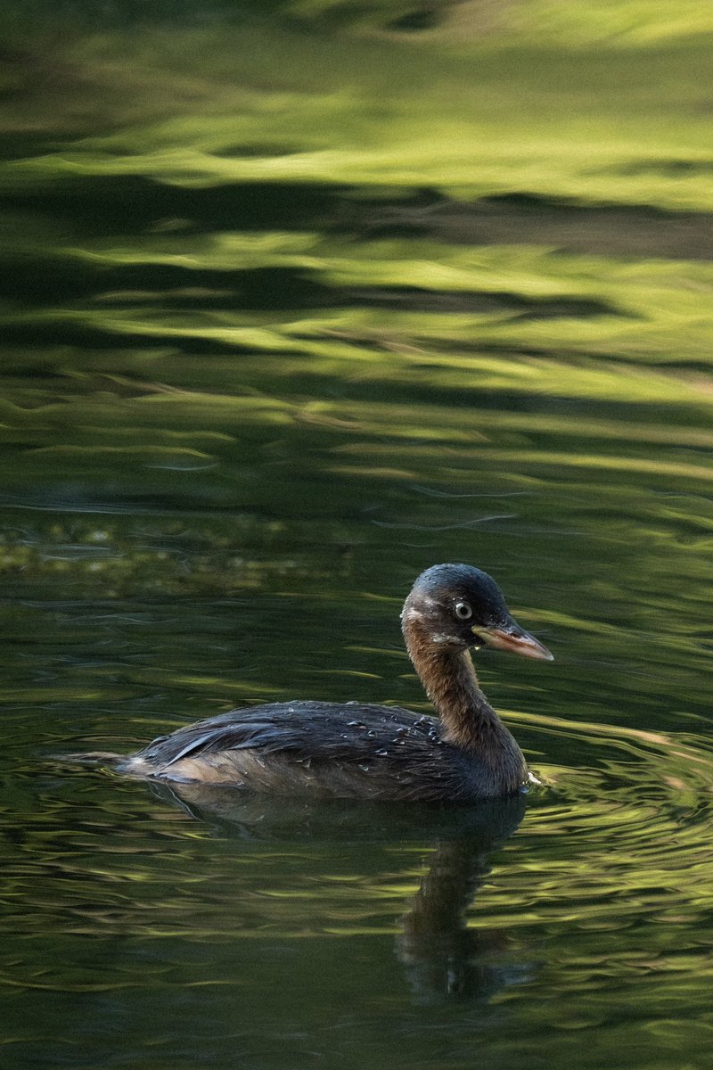 kuma30016177's tweet image. 凛としたカイツブリ
 #a7Ⅲ  #SEL200600G