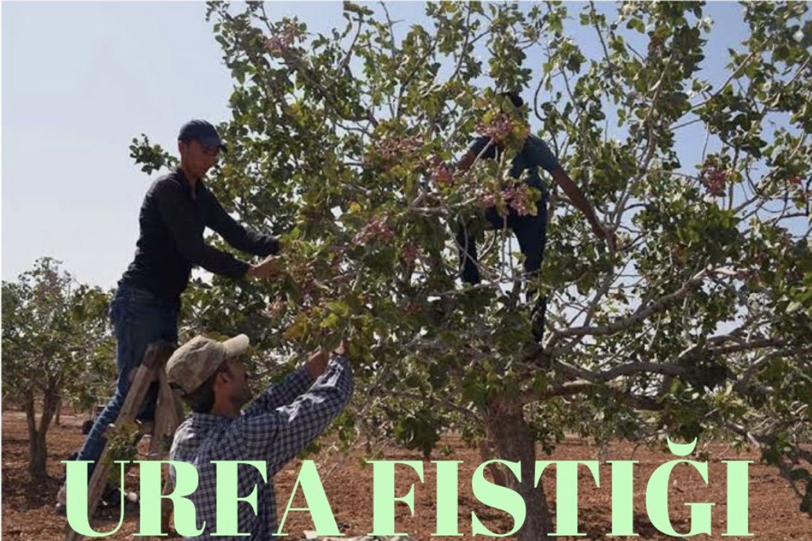 Fıstık üretiçi Çiftçilerimizin  düşük fiyatlar altında ezilirken sermaye grupları keyfini yaşıyor. Direnen Fıstık üretiçimizin yanındayız! <a href="/erhanadem51/">Erhan Adem</a> <a href="/MTanal/">Av.Mahmut TANAL</a>