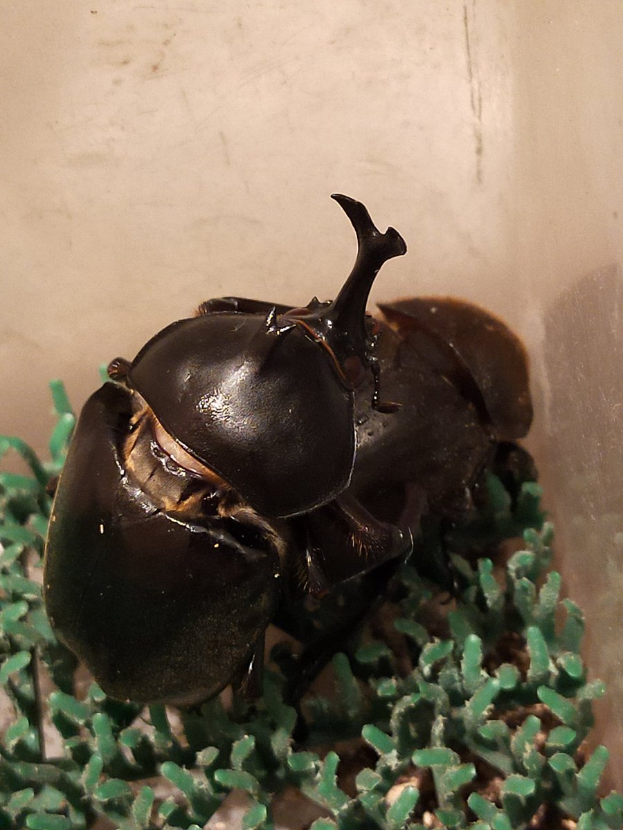 y_insect22's tweet photo. クメジマカブト
レッドアイペアリング開始(^^)

#クメジマカブト
#レッドアイ
#Y's insect correction
#クワガタ虫
#カブト虫
#NetShop
#beetle
#stag beetle https://t.co/sGr0KEAJXJ