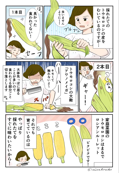 採れたてのトウモロコシは甘くて絶品です🤤トウモロコシの保存方法と私の好きなシンプルな調理法も描いてみました(1/2)#漫画が読めるハッシュタグ #エッセイ漫画 #コミックエッセイ #日常漫画 #トウモロコシ 