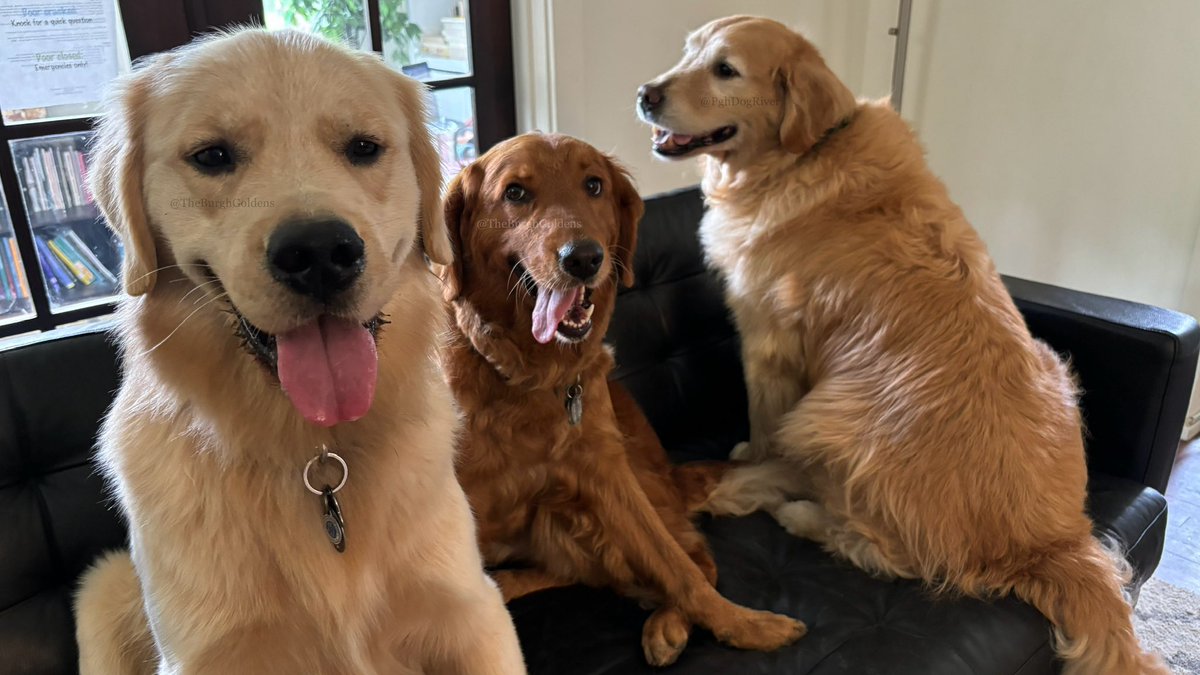 Walker & Ginger tweet media