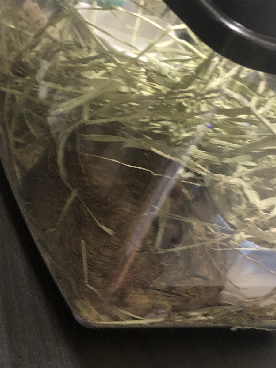 お知らせがあります

家族が増えました👪😊🩷🩷🩷🩷