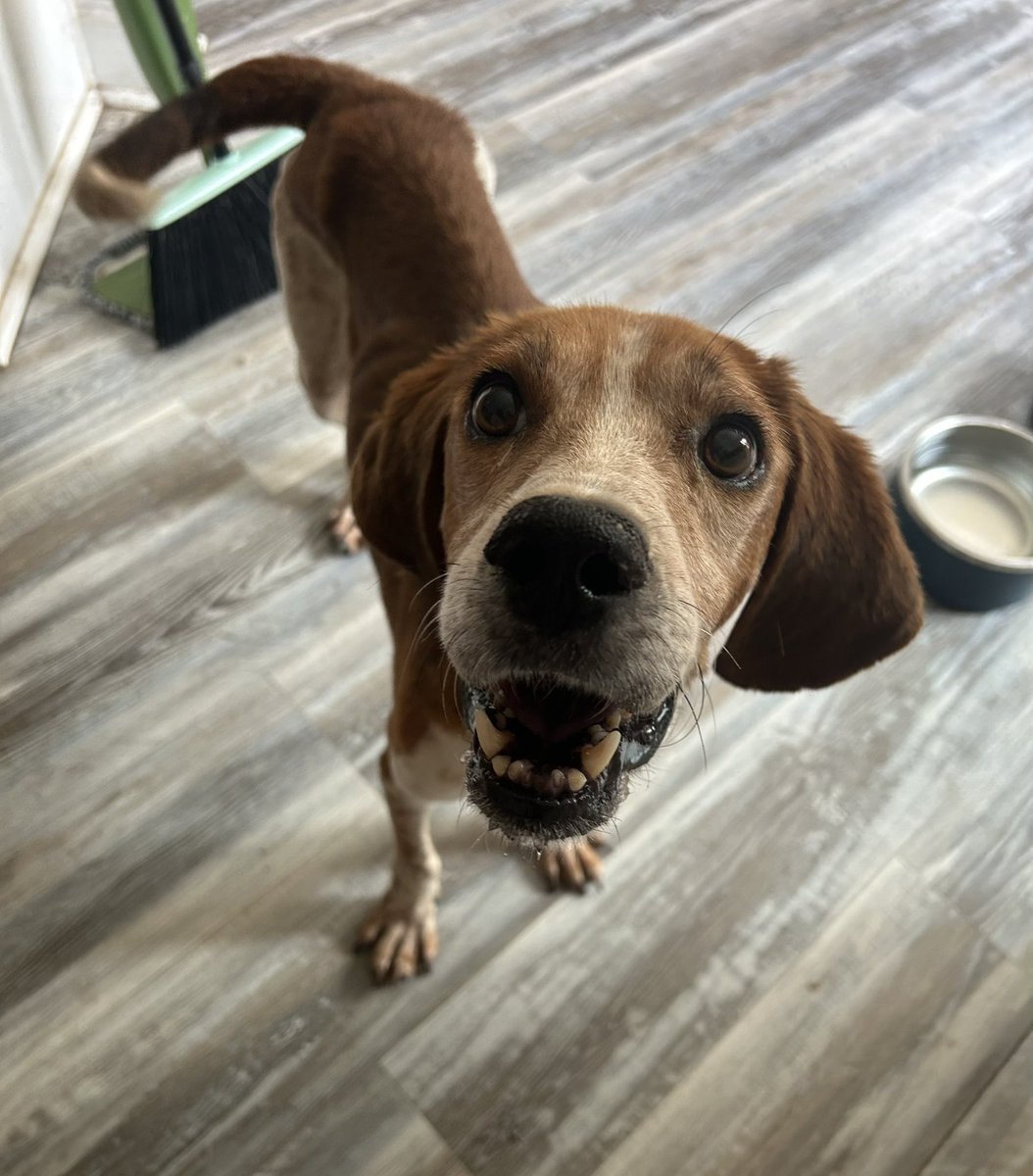 LolaPatolla's tweet photo. This sweet boy is both taking a peace of mom’s heart and breaking it a little every day.
He is undoubtedly sick.
My gut tells me he doesn’t have the two months Eisenhower Starr had. 
His tail still wags often though.
He’ll usually eat chimkin jerky.
He’s the calmest, gentlest goodest boy.
He is loved.
-Oakley