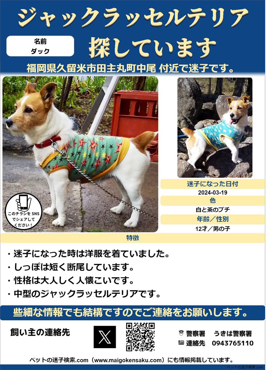 emi___k10226's tweet photo. ダックがいなくなって137日目

こんなに暑い中どこに行ったの？
川に行って流されたの？
探しに行った先に川やダム等があれば必ず中を覗き込んで名前を呼んでいます。ダックはとっても水が怖い子です。
迷子犬探しています
 #迷子犬 #迷い犬 #福岡県 #久留米市 #田主丸 #ジャックラッセルテリア #オス https://t.co/n1rBRCbJ4w