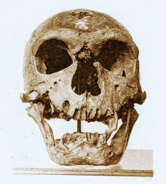 EncarniAlfaro's tweet photo. Cráneo de #Neanderthal, hallado en La Chapelle-Aux-Saints en 1908. Datación: 60000 años. Se aprecia la falta de piezas #dentales, #Molares.
Es un individuo de ,unos 40 años, con un Torus #Supraorbital,muy pronunciado y mandíbula potente, de un clásico neandertal 😍 https://t.co/IlfAToOD9v