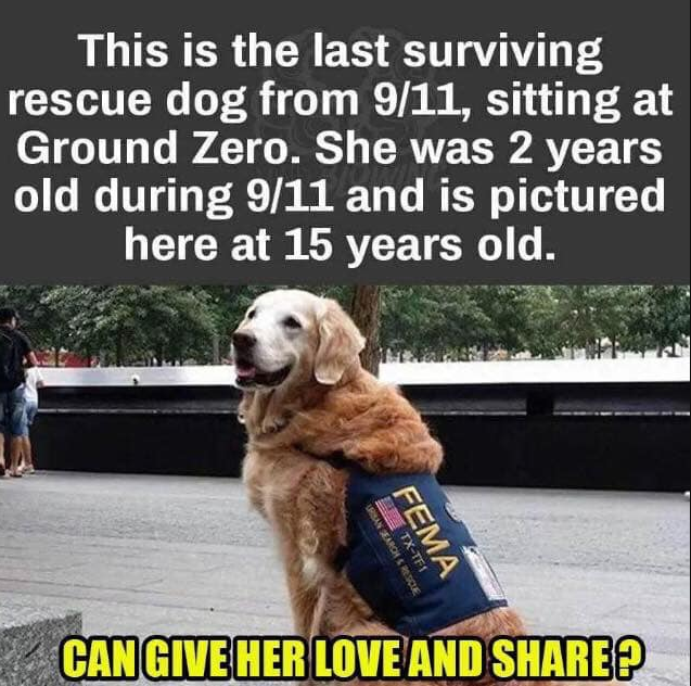 BestinDogs's tweet photo. ❤️ https://t.co/k4y7m7gfFG