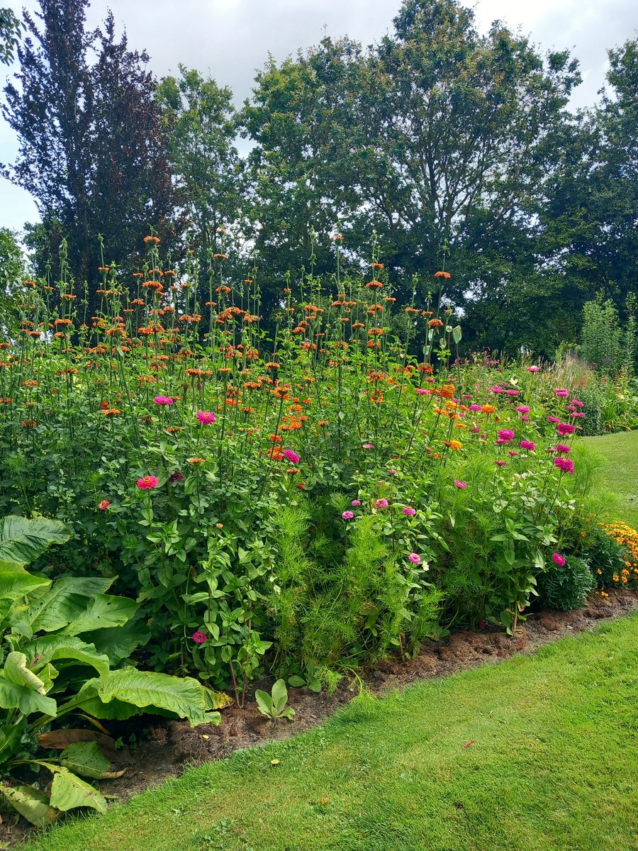 HeleenHoltmanns's tweet photo. Er ging een boeket mee op de fiets. Ik ging tuin kijken bij een vriendin.
Zinnia's zo groot als mijn hand, prachtig gewoon 😍.
#pluktuin #opentuin https://t.co/kB1LOV04hs