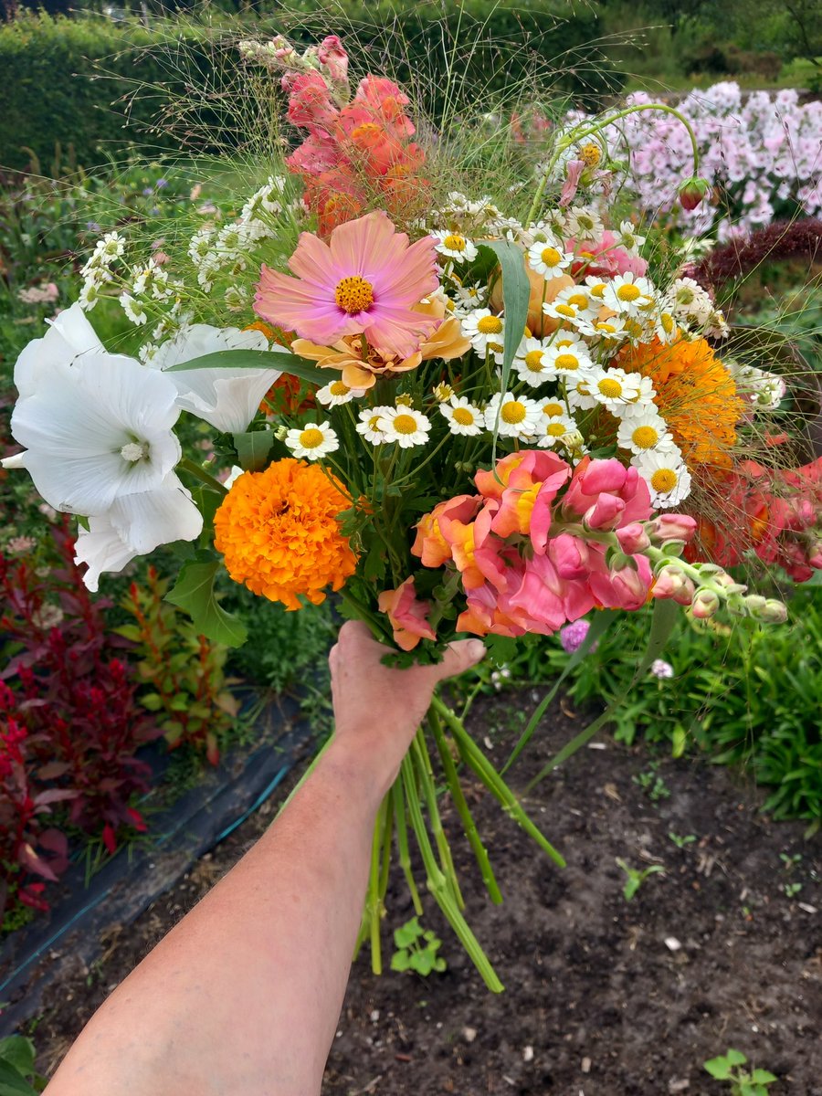 HeleenHoltmanns's tweet photo. Er ging een boeket mee op de fiets. Ik ging tuin kijken bij een vriendin.
Zinnia's zo groot als mijn hand, prachtig gewoon 😍.
#pluktuin #opentuin https://t.co/kB1LOV04hs