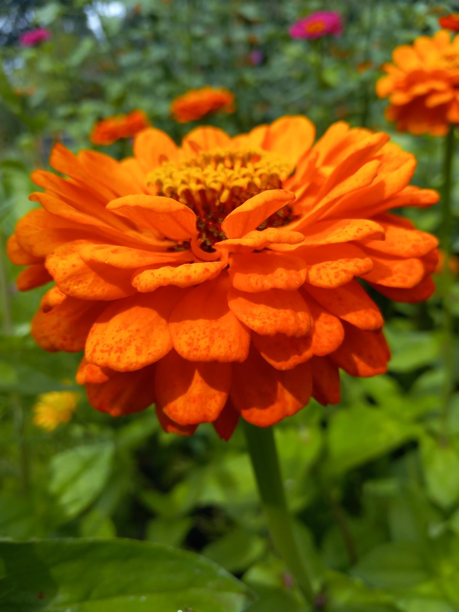 HeleenHoltmanns's tweet photo. Er ging een boeket mee op de fiets. Ik ging tuin kijken bij een vriendin.
Zinnia's zo groot als mijn hand, prachtig gewoon 😍.
#pluktuin #opentuin https://t.co/kB1LOV04hs