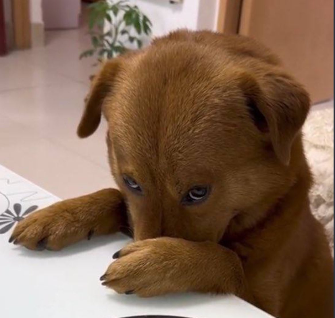 Crypto_Grouch's tweet photo. @wizardofsoho Soon… $TUCK 

17% LOCKED IN TILL NOVEMBER 1

CUTE DOG.

COMMUNITY WORKING

4bDKrcCmbpqW4frA5HQsSvTuhAMmijMzKc4jqmxupump https://t.co/1ko7DIakYO