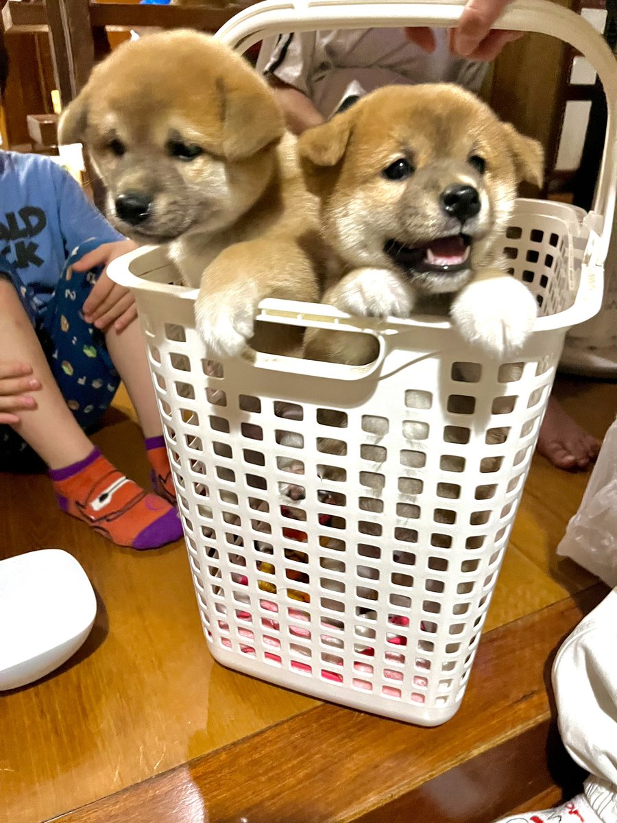 JYXxFFP04VA5hqI's tweet photo. #生後42日目✨
『 お届け物で〜 す.. 🐶🐶💕 』
#柴犬 #mamazon #夜間指定 https://t.co/HQz33HU39W