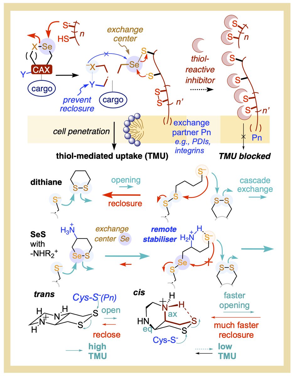 The Matile Group (@matile_group) on Twitter photo In our new paper in ChemistryEurope - the upcoming GOA flagship journal of the European Chemical Societies - we explore cyclic selenenylsulfides with remote exchange controllers to enable and inhibit cellular uptake
…mistry-europe.onlinelibrary.wiley.com/doi/10.1002/ce…
<a href="/ThornSesholdLab/">Thorn-Seshold Lab 🇺🇦</a> <a href="/ChemistryEur/">ChemistryEur</a> In our new paper in ChemistryEurope - the upcoming GOA flagship journal of the European Chemical Societies - we explore cyclic selenenylsulfides with remote exchange controllers to enable and inhibit cellular uptake
…mistry-europe.onlinelibrary.wiley.com/doi/10.1002/ce…
<a href="/ThornSesholdLab/">Thorn-Seshold Lab 🇺🇦</a> <a href="/ChemistryEur/">ChemistryEur</a>