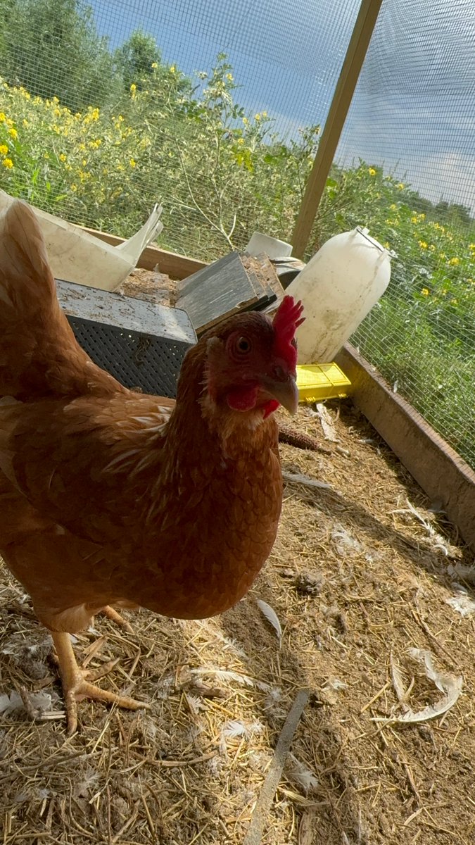 FemaleRancher's tweet photo. 🤔🚜 #FarmLife #EggCollection #ChickenChores #EggThieves #FarmersLife #BackyardChickens #ChickenWhisperer #HappyHens #PoultryProblems #FarmFresh #FarmFun #EggPeckers #HomesteadLife https://t.co/etEfBVI6qi