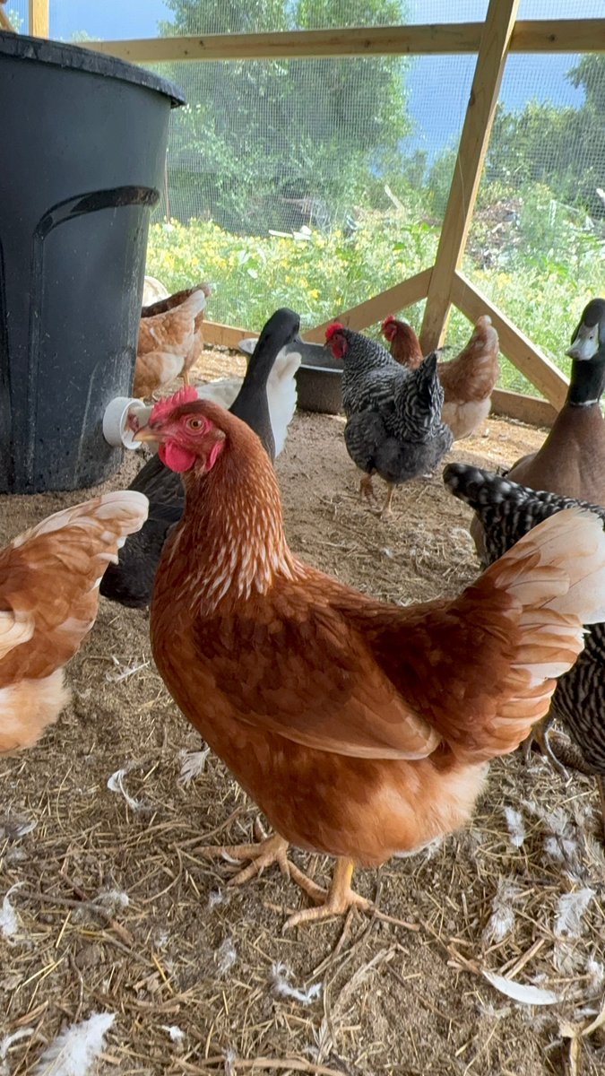 FemaleRancher's tweet photo. 🤔🚜 #FarmLife #EggCollection #ChickenChores #EggThieves #FarmersLife #BackyardChickens #ChickenWhisperer #HappyHens #PoultryProblems #FarmFresh #FarmFun #EggPeckers #HomesteadLife https://t.co/etEfBVI6qi