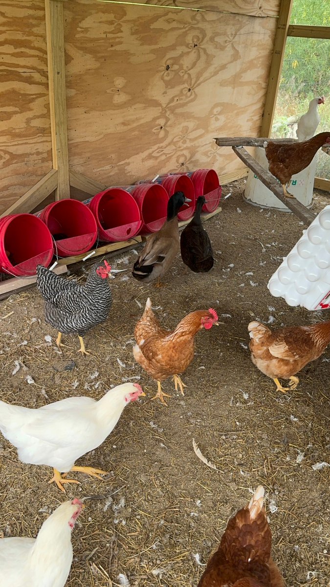 FemaleRancher's tweet photo. 🤔🚜 #FarmLife #EggCollection #ChickenChores #EggThieves #FarmersLife #BackyardChickens #ChickenWhisperer #HappyHens #PoultryProblems #FarmFresh #FarmFun #EggPeckers #HomesteadLife https://t.co/etEfBVI6qi