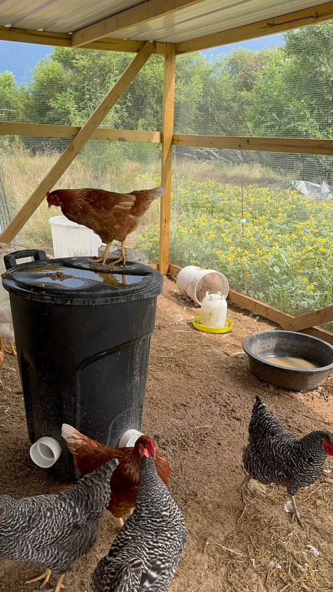 FemaleRancher's tweet photo. 🤔🚜 #FarmLife #EggCollection #ChickenChores #EggThieves #FarmersLife #BackyardChickens #ChickenWhisperer #HappyHens #PoultryProblems #FarmFresh #FarmFun #EggPeckers #HomesteadLife https://t.co/etEfBVI6qi