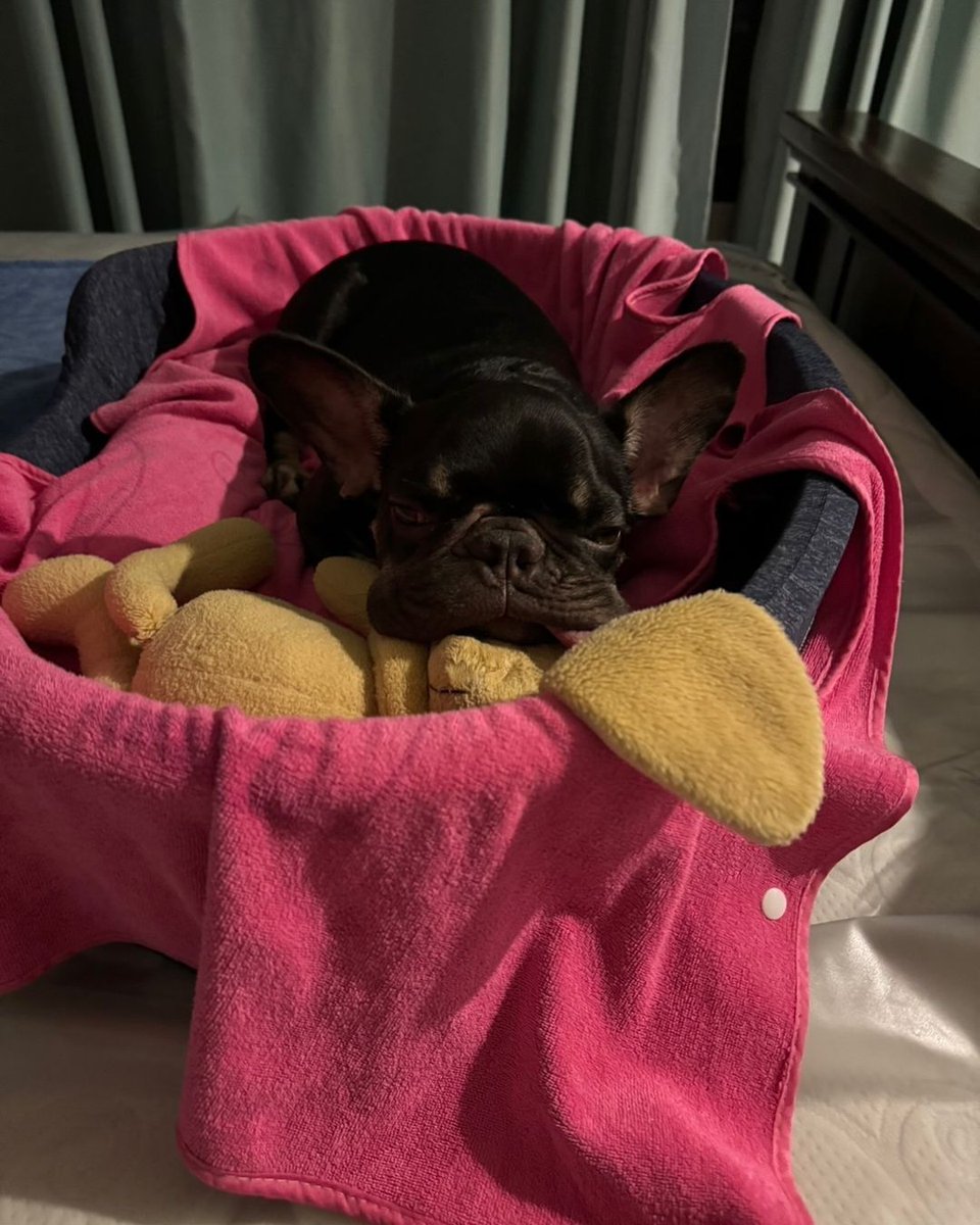 itsbecfreen_'s tweet photo. bonbon and boba 🤍🤍

#beckysangels https://t.co/GGA4JXhDbL