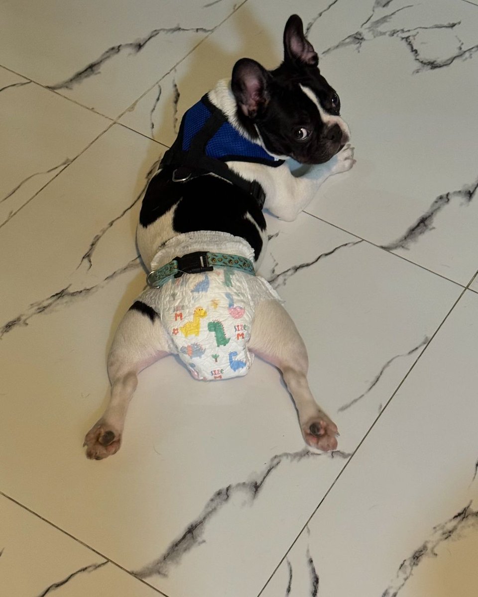 itsbecfreen_'s tweet photo. bonbon and boba 🤍🤍

#beckysangels https://t.co/GGA4JXhDbL