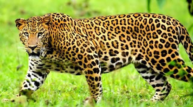 Niye tüm kızlar leopar gibi ortalıkta dolaşıyor?