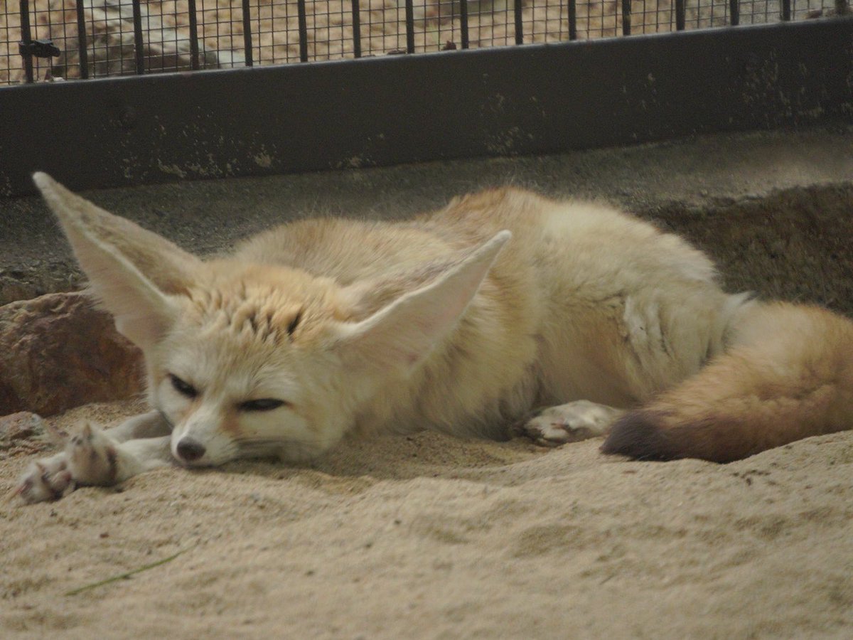 Ray_Ray178's tweet photo. 井の頭自然文化園
2024.8.2

SONY a7c https://t.co/VNisANHnoo