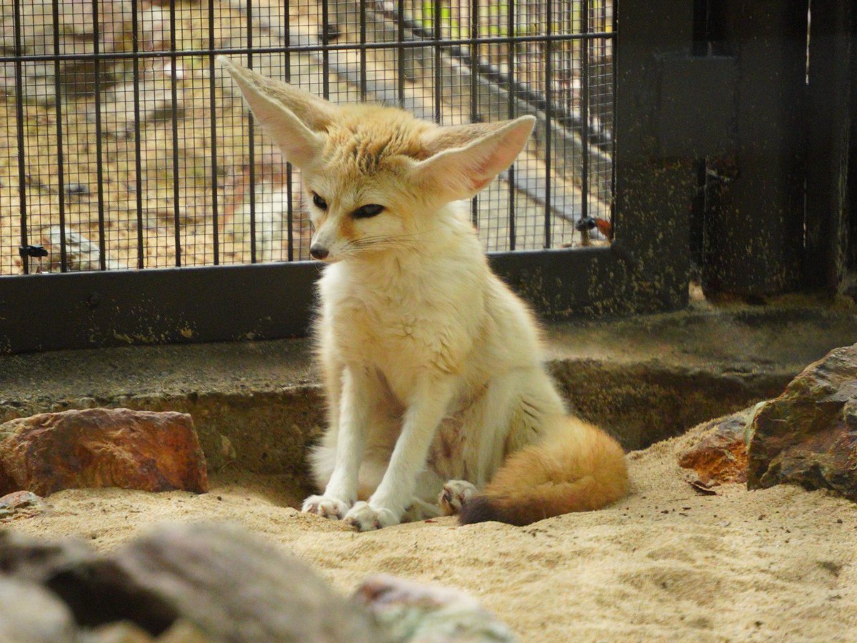 Ray_Ray178's tweet photo. 井の頭自然文化園
2024.8.2

SONY a7c https://t.co/VNisANHnoo