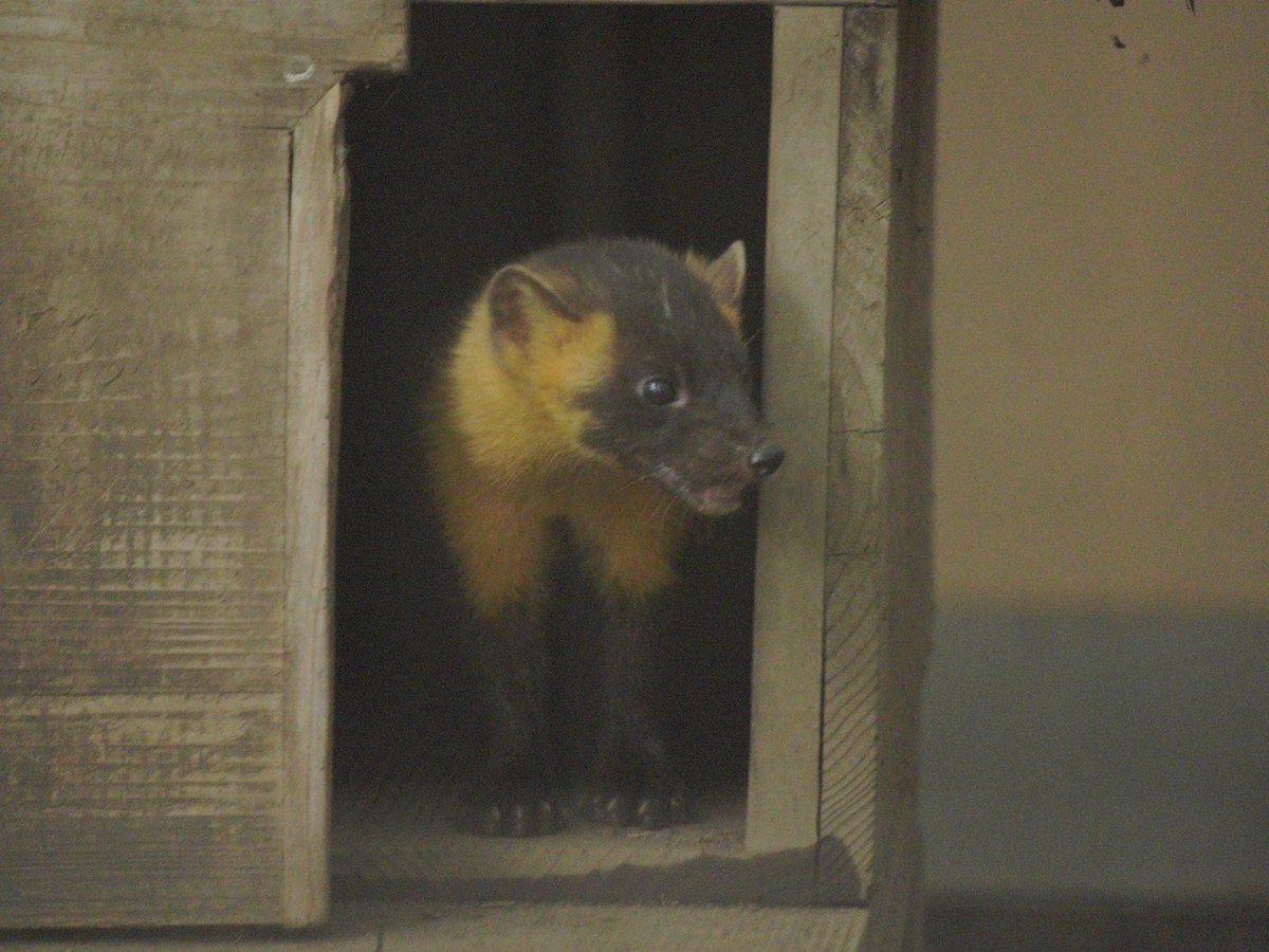 Ray_Ray178's tweet photo. 井の頭自然文化園
2024.8.2

SONY a7c https://t.co/VNisANHnoo