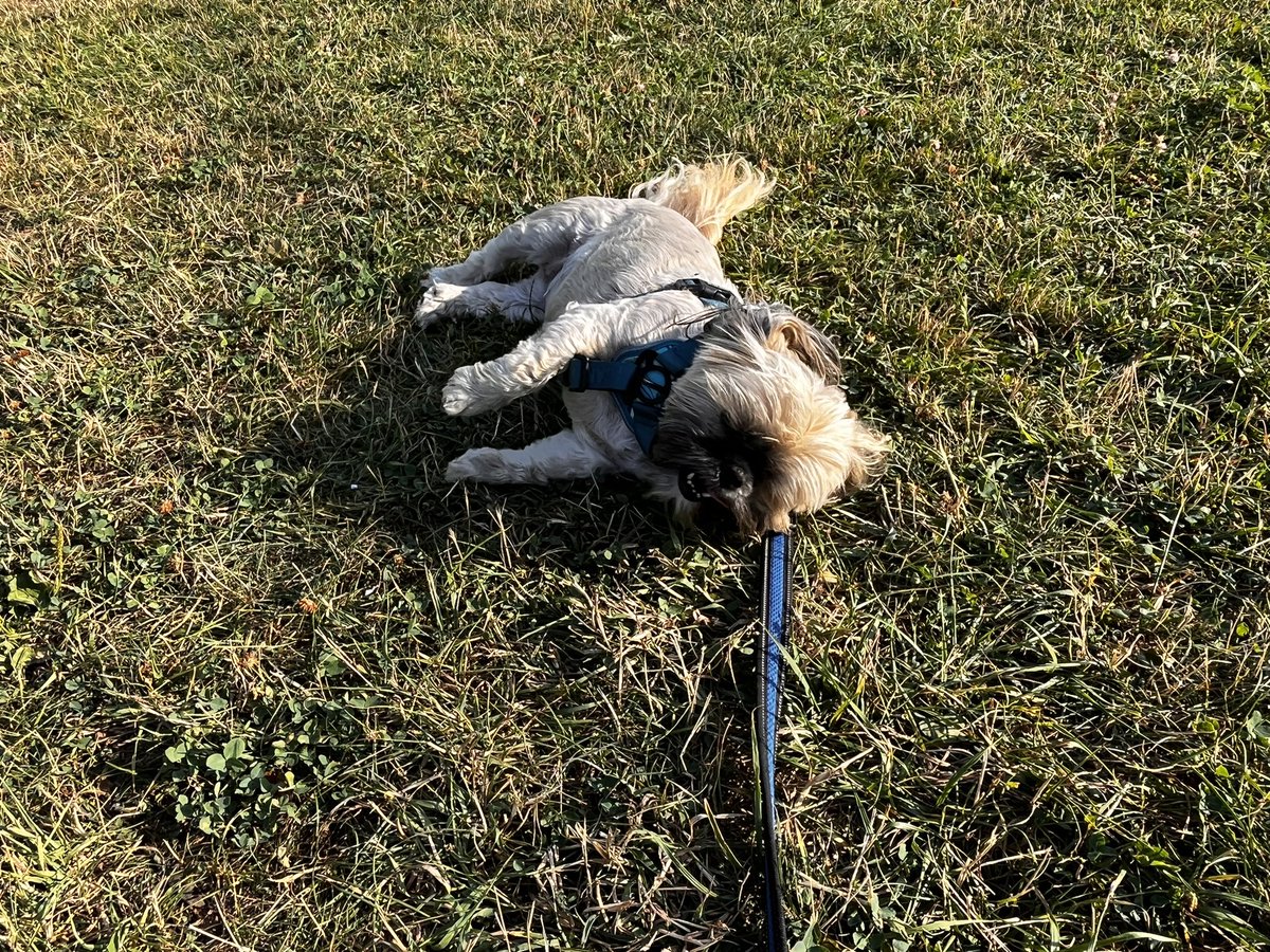 SSpellmanCann's tweet photo. On my walk this am #edurance #walkalongwithme https://t.co/das8A7xwRI