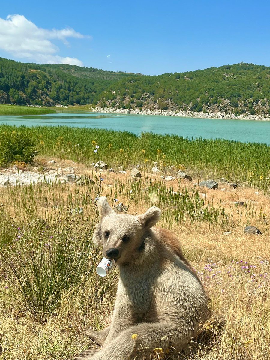 enesarsln16's tweet photo. @siyahsancakx Bunu da ben çektim. Elimizle besledik😄 https://t.co/Gd2djrXiH3
