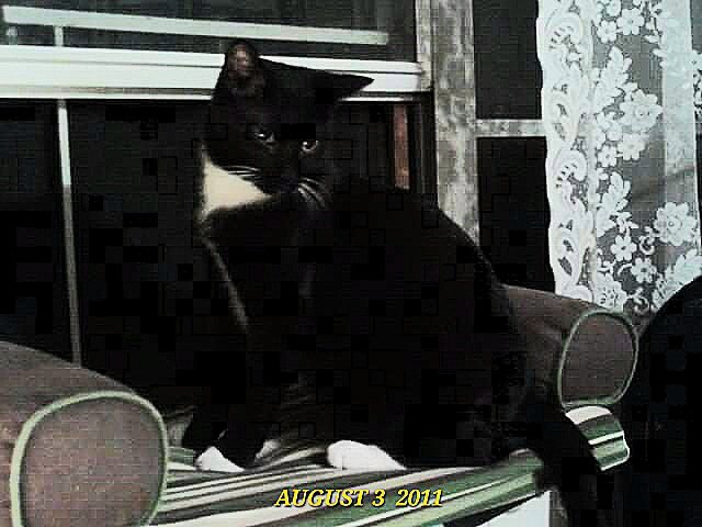CatCheezeburger's tweet photo. August 3, 2011
I still look for you...you were my baby boy. I miss you so much Cheezey. I love you Boo.😥
🌈Mr. Jingles
🌈Tony Cat
🌈Cheezeburger
🌈Cheeseburger
#catoftheday
#TonyCat
#MrJingles #CheezeburgerTheCat
#CheeseburgerTheCat
#CatsOfTwitter
#RainbowBridge https://t.co/wUttUgKko0