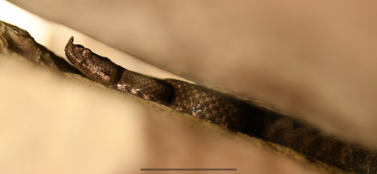 Thoboying tweet media