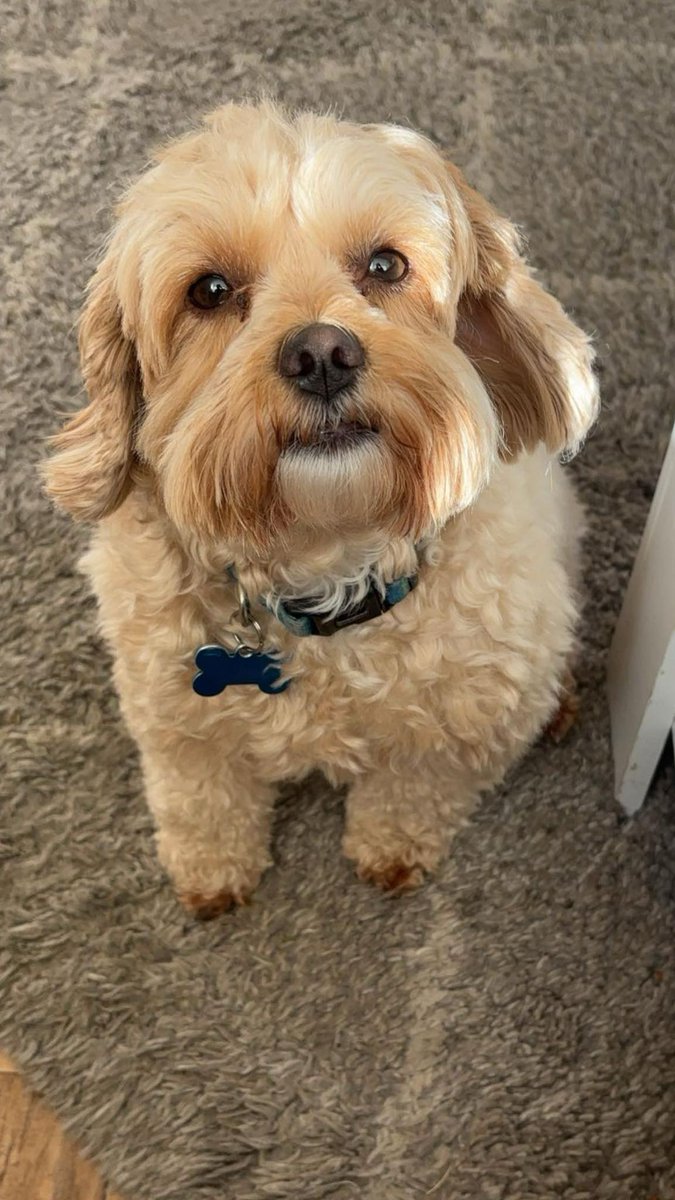 MaltipooMac's tweet photo. #friends I have always been a real #fussy #eater, but since #mum has used #butternutbox @ButternutBox, I have eaten my #dinner 7 nights in a row https://t.co/14dKAOzklT