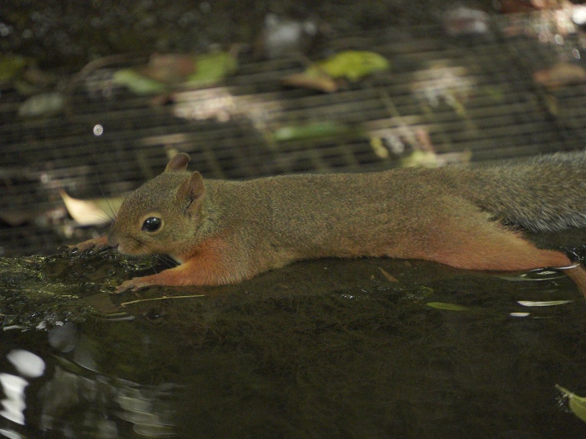 Ray_Ray178's tweet photo. 井の頭自然文化園
2024.8.2

SONY a7c https://t.co/g3sUZD0Nw5