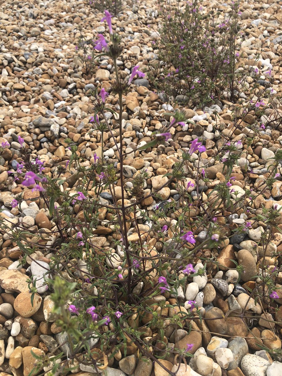 julian russell tweet media