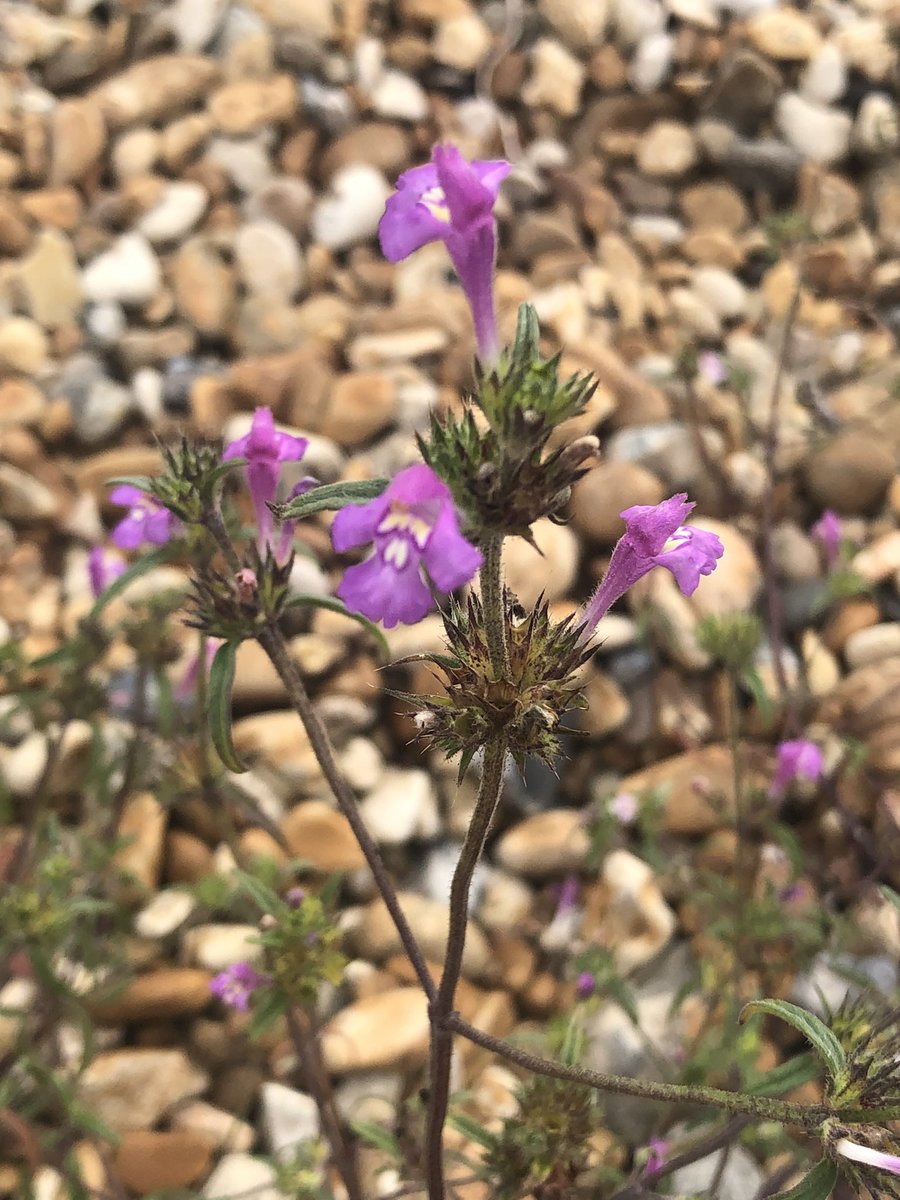 julian russell tweet media