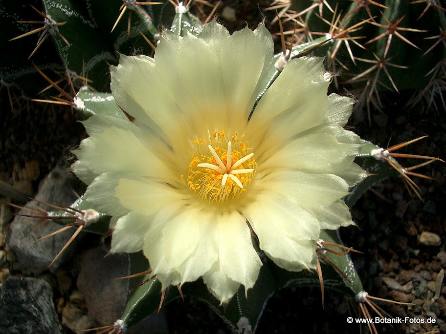 Mevlâm ilmiyle, hikmetiyle ve kudretiyle her şeyi öyle güzel yaratmış ki akıl idrakten, dil tariften aciz kalıyor.
