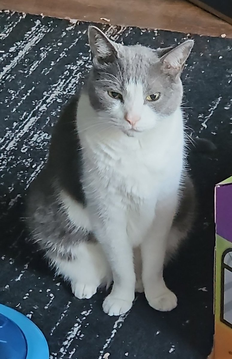 Khajiit Supports Palestinian Liberation tweet media