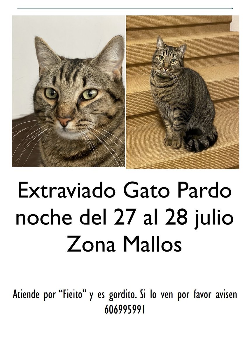 agatocan's tweet photo. Gato perdido zona Los Mallos!!! https://t.co/50hB5SUwHi