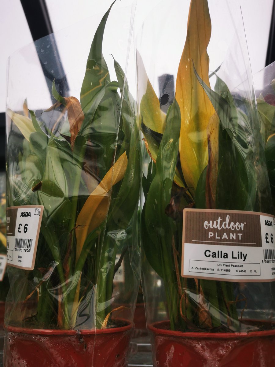 Absolutely disgusted when I went to buy some plants for the garden at Asda Leith to be confronted with this , zero care taken , weeds growing out of the pots , plants dead, lost at least £100 quid from me today shocking .