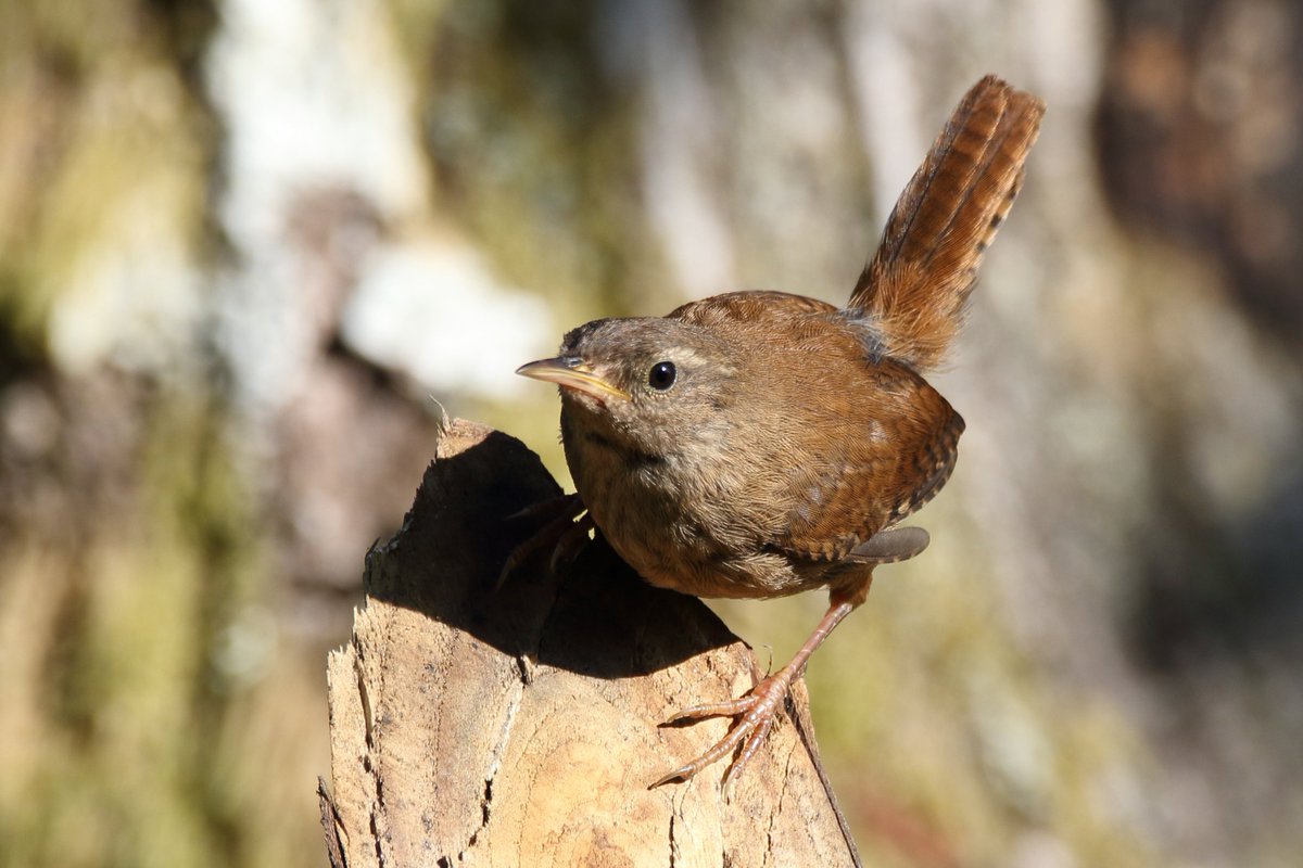 delfingofe's tweet photo. Chocín, Troglodytes troglodytes,
Eurasian wren
A Veiguiña de Conso, Ourense.
https://t.co/3vHyWLouKN
https://t.co/ttxKIoaUnL
Es la tercera ave más pequeña que tenemos en Europa, después de los reyezuelos.
#chochin
#troglodytestroglodytes
#eurasianwren
#avesdeespaña https://t.co/E0dWXJkZsj