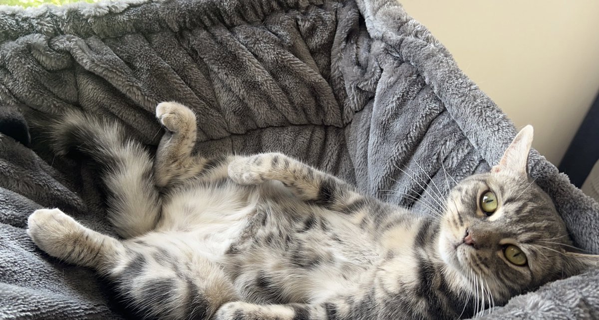 AndilexFN's tweet photo. Bonjour j’ai besoin d’aide svp, mon chat « Chippie » de 1 an est tombé du 2ème étage puis a disparu ce jeudi 1er Aout dans le secteur du Val D’Europe. Je me donne corps et âmes pour le retrouver depuis 3jours mais aucunes traces et j’ai peur qu’il se soit blessé dans sa chute…
Si vous pouvez partager ce tweet ce qui pourrait grandement m’aider dans ma recherche je vous en serais reconnaissant 🙏❤️