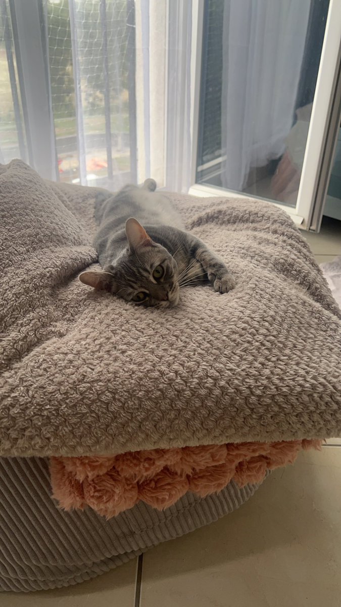 AndilexFN's tweet photo. Bonjour j’ai besoin d’aide svp, mon chat « Chippie » de 1 an est tombé du 2ème étage puis a disparu ce jeudi 1er Aout dans le secteur du Val D’Europe. Je me donne corps et âmes pour le retrouver depuis 3jours mais aucunes traces et j’ai peur qu’il se soit blessé dans sa chute…
Si vous pouvez partager ce tweet ce qui pourrait grandement m’aider dans ma recherche je vous en serais reconnaissant 🙏❤️